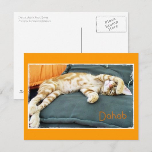 Dahab Cat Daze Briefkaart (Voorkant / Achterkant)