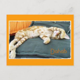 Dahab Cat Daze Briefkaart