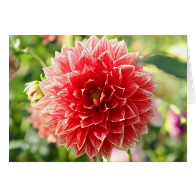 Dahlia (Voorkant Horizontaal)