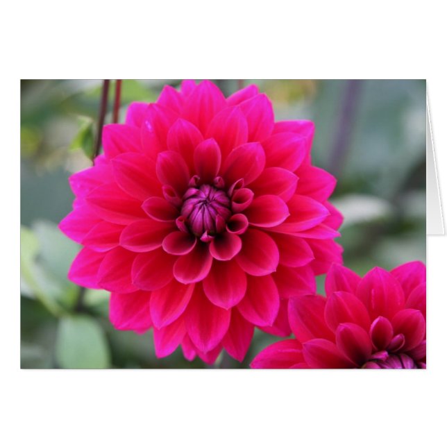 Dahlia (Voorkant Horizontaal)