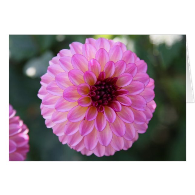 Dahlia (Voorkant Horizontaal)