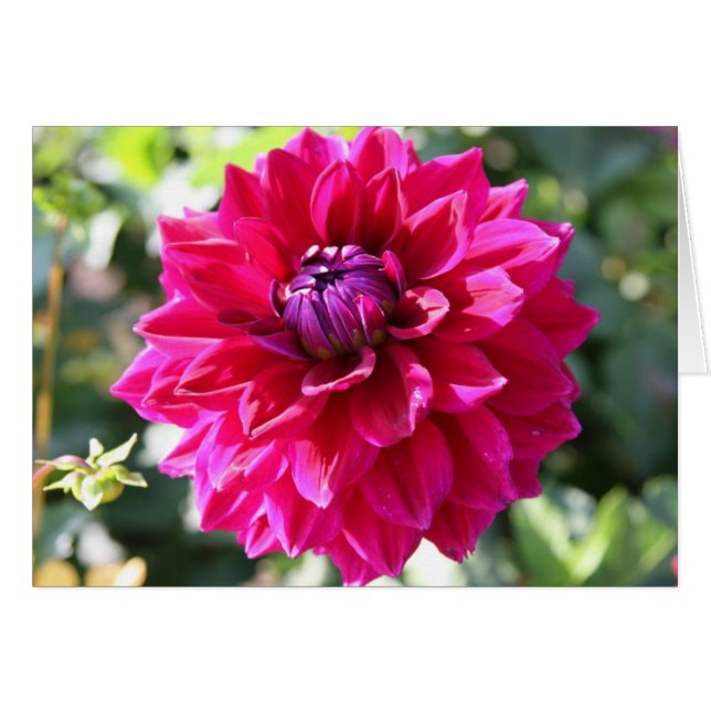 Dahlia (Voorkant Horizontaal)