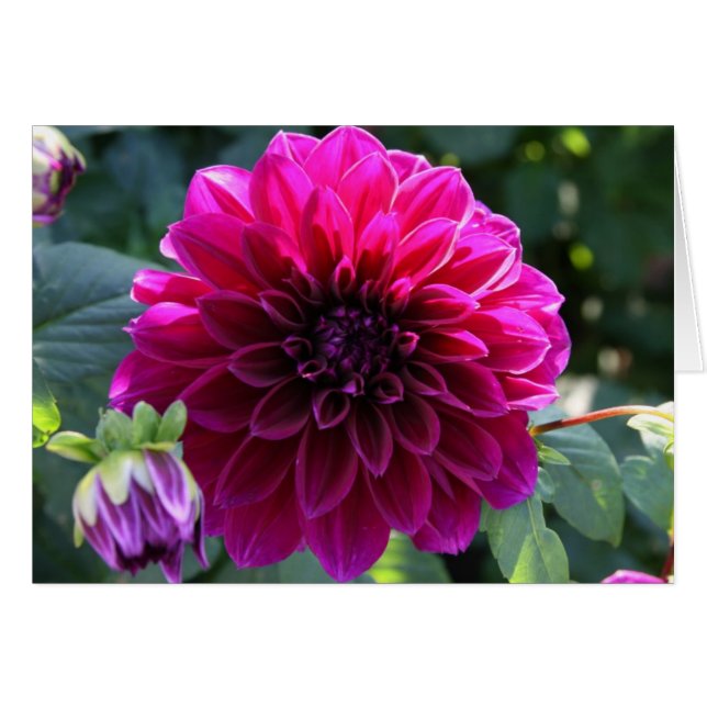 Dahlia (Voorkant Horizontaal)