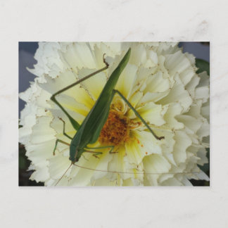 Dahlia 1 - opgeleide brainfart briefkaart