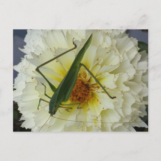 Dahlia 1 - opgeleide brainfart briefkaart (Voorkant)