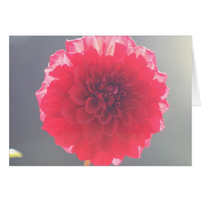 Dahlia 2 (Voorkant Horizontaal)