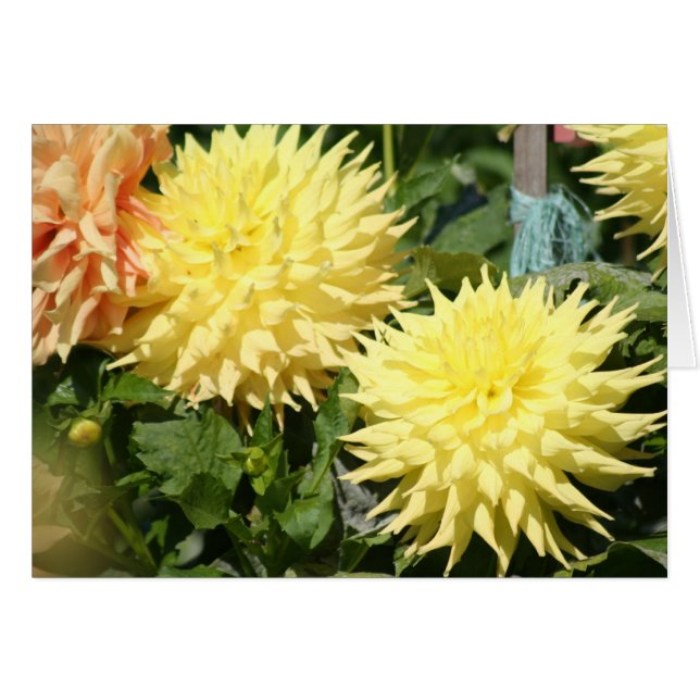 Dahlia 4 (Voorkant Horizontaal)
