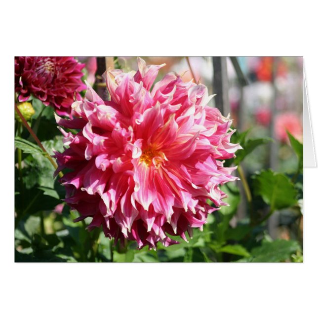 Dahlia 5 (Voorkant Horizontaal)