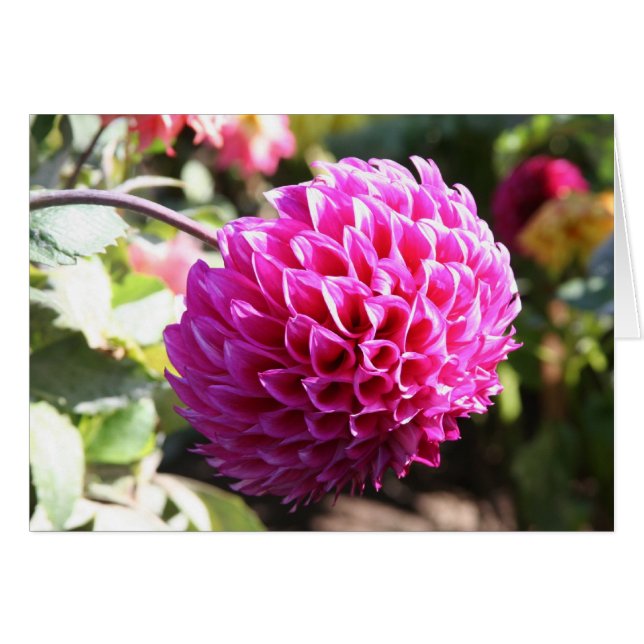 Dahlia 6 (Voorkant Horizontaal)