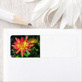 Dahlia-adreslabel Etiket (Insitu)