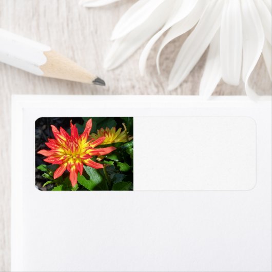 Dahlia-adreslabel Etiket (Insitu)