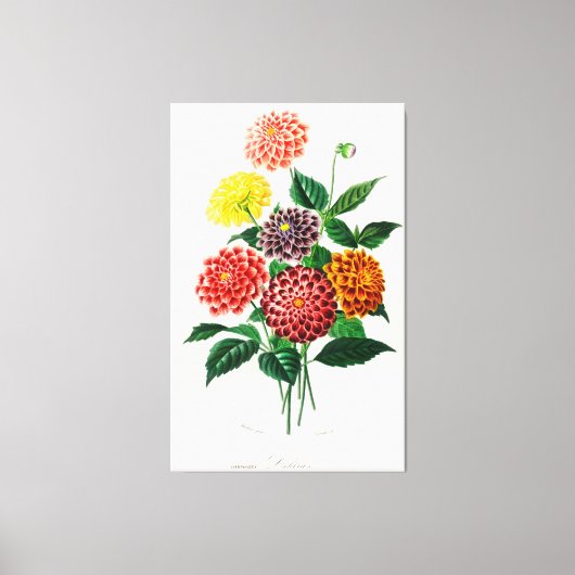 Dahlia afgebeeld canvas afdruk (Voorkant)