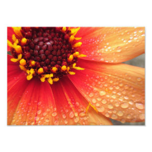 Dahlia After Rain 14x10 Foto Afdruk