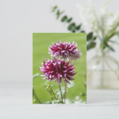 Dahlia Ansichtkaart Briefkaart (Staand voorkant)