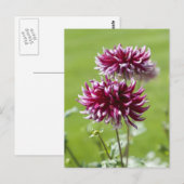 Dahlia Ansichtkaart Briefkaart (Voorkant / Achterkant)