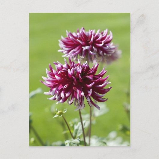 Dahlia Ansichtkaart Briefkaart (Voorkant)