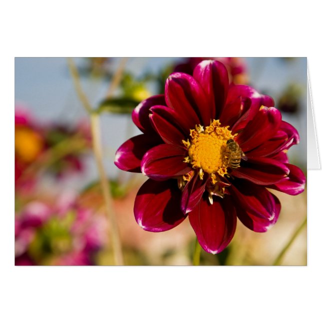 Dahlia, Baby Red (Voorkant Horizontaal)