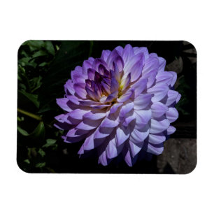 Dahlia Bea Paradise #1 Magnet Magneet