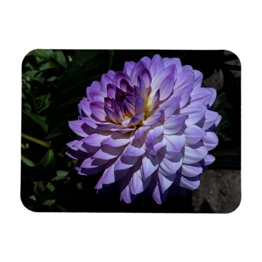Dahlia Bea Paradise #1 Magnet Magneet (Horizontaal)