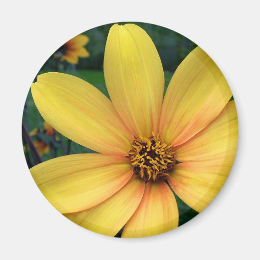 Dahlia Bishop of York Magneet (Voorkant)