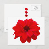 Dahlia - bisschop van Llandaff Briefkaart (Voorkant / Achterkant)