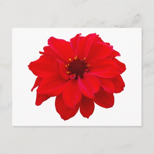 Dahlia - bisschop van Llandaff Briefkaart (Voorkant)