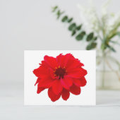 Dahlia - bisschop van Llandaff Briefkaart (Staand voorkant)