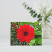 Dahlia - bisschop van Llandaff Briefkaart (Staand voorkant)