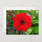 Dahlia - bisschop van Llandaff Briefkaart (Voorkant / Achterkant)