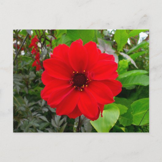 Dahlia - bisschop van Llandaff Briefkaart (Voorkant)