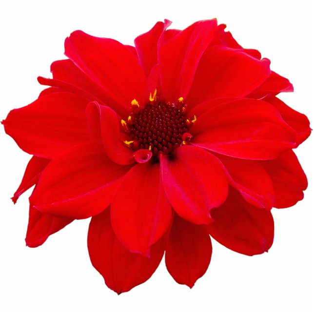 Dahlia - bisschop van Llandaff Fotobeeldje Magneet (Voorkant)