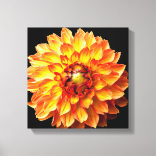 Dahlia bloem canvas. canvas afdruk