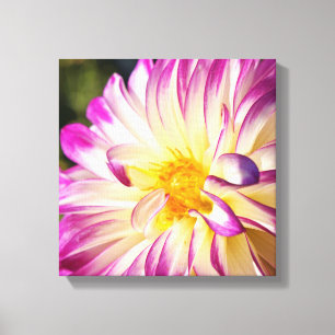 Dahlia Bloem Canvas Prints Witte Paarse Dahlias