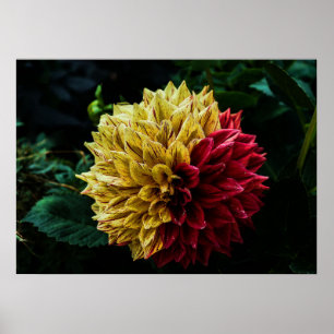 Dahlia bloem poster