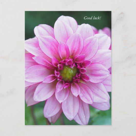 Dahlia bloem. Succes Feestdagenkaart (Voorkant)
