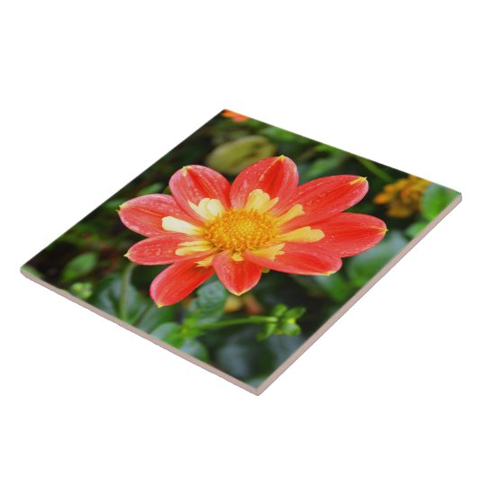 Dahlia bloembloem tegeltje (Zijkant)