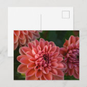 Dahlia Bloemen Briefkaart (Voorkant / Achterkant)