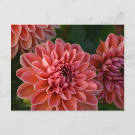 Dahlia Bloemen Briefkaart (Voorkant)