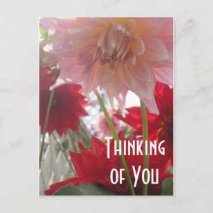 Dahlia Bloemen Close-up in Roze en Rood Ansichtkaa Briefkaart
