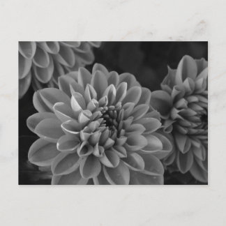 Dahlia Bloemen (zwart & wit) Briefkaart