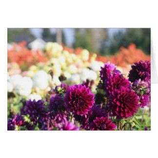 Dahlia Boerderij