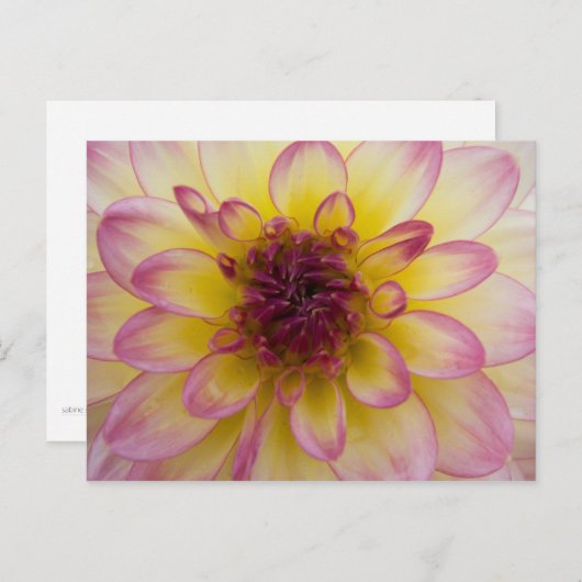 Dahlia Briefkaart (Voorkant / Achterkant)