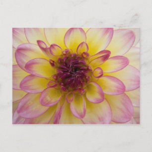 Dahlia Briefkaart