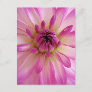 Dahlia Briefkaart