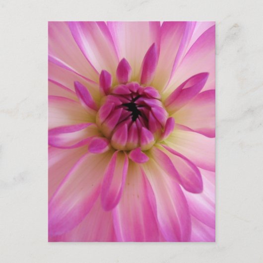 Dahlia Briefkaart (Voorkant)