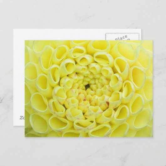 Dahlia Briefkaart (Voorkant / Achterkant)