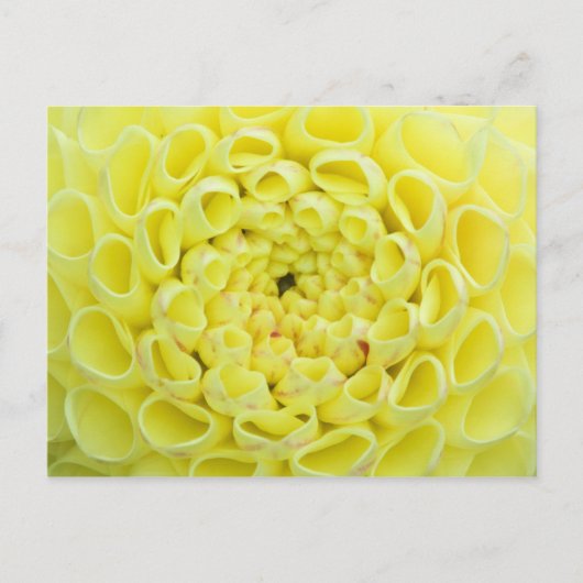 Dahlia Briefkaart (Voorkant)