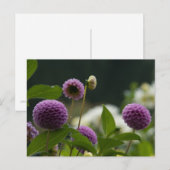 Dahlia Briefkaart (Voorkant / Achterkant)