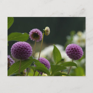 Dahlia Briefkaart