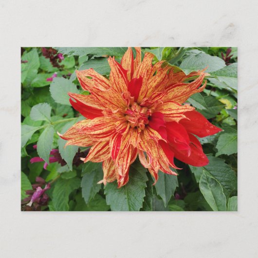 Dahlia Briefkaart (Voorkant)